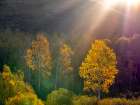USA-Utah-east of Logan on highway 89 and Aspens in fall color with back lighting and sun beam Art Print